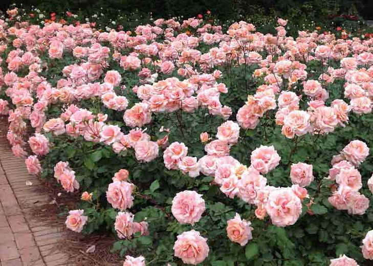 Rosa 'Mother Of Pearl', Rose 'Mother Of Pearl', Rosa 'Meiludere', Grandiflora Roses, Shrub Roses, Pink roses, Shrub roses, Rose bush